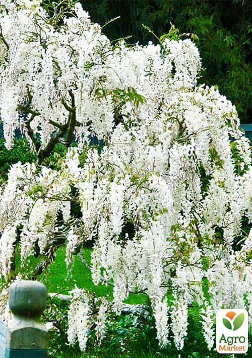 

Гліцинія біла Білі ночі (White Nights)