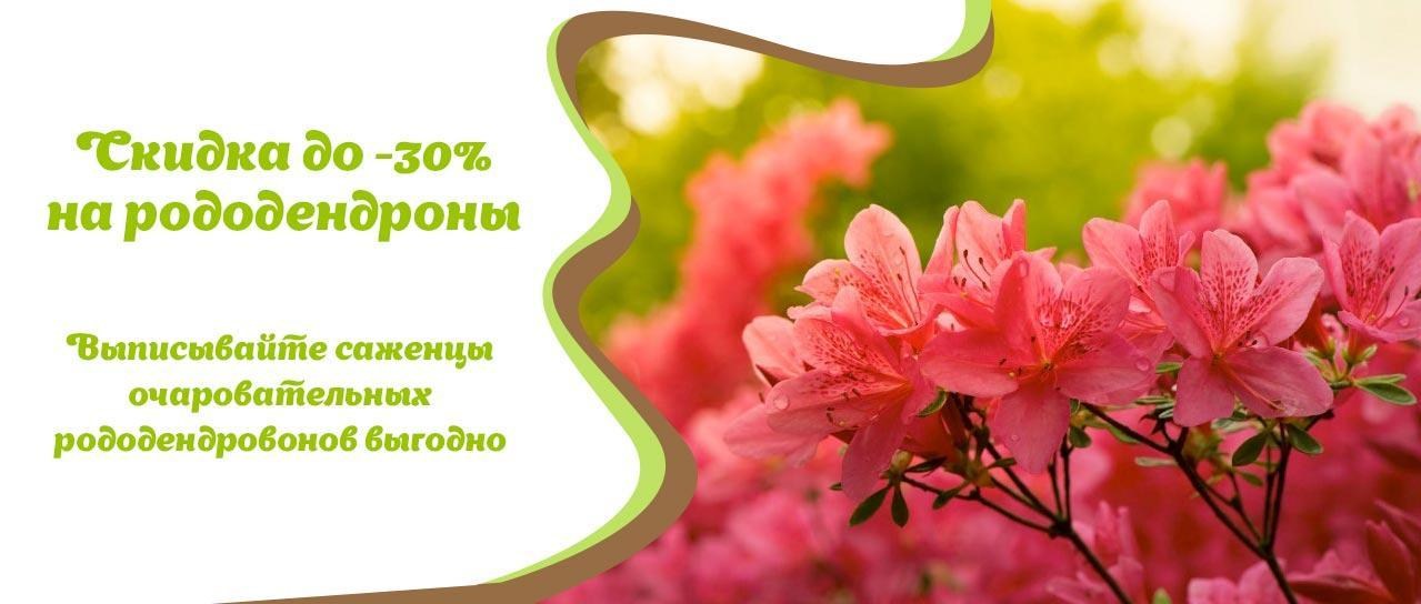 Акция! Скидки до -30% на саженцы рододендронов Акция! Скидки до -30% на саженцы рододендронов