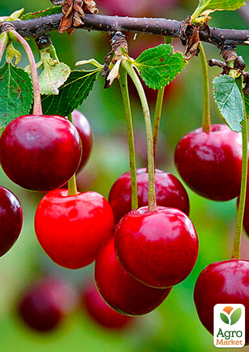 

Вишня Крішана (літній сорт, ранній термін дозрівання)