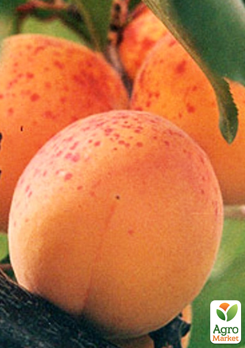 

Абрикос Червневий ранній (літній сорт, ранній термін дозрівання)