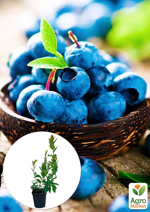 

Голубика (черника садовая) Легаси (Legacy) (поздний срок созревания, один из самых высокоурожайных сортов)