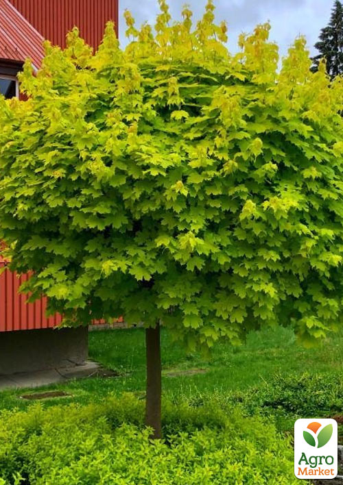 

LMTD Клен дланевидный 2-х летний Green Globe (40-50см)