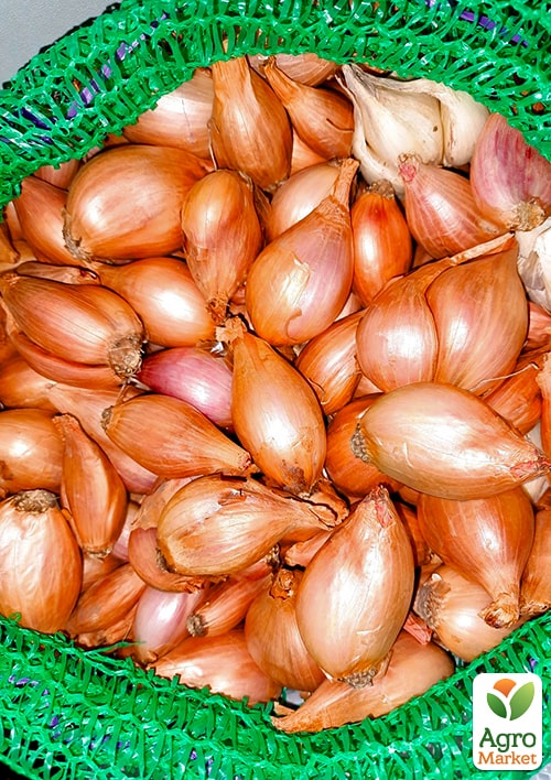 

Лук-севок 1кг (арбажейка) Семейный (на зелень) (Украина)