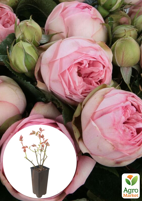 

Троянда чайно-гібридна Charming Piano у контейнері, вищий сорт