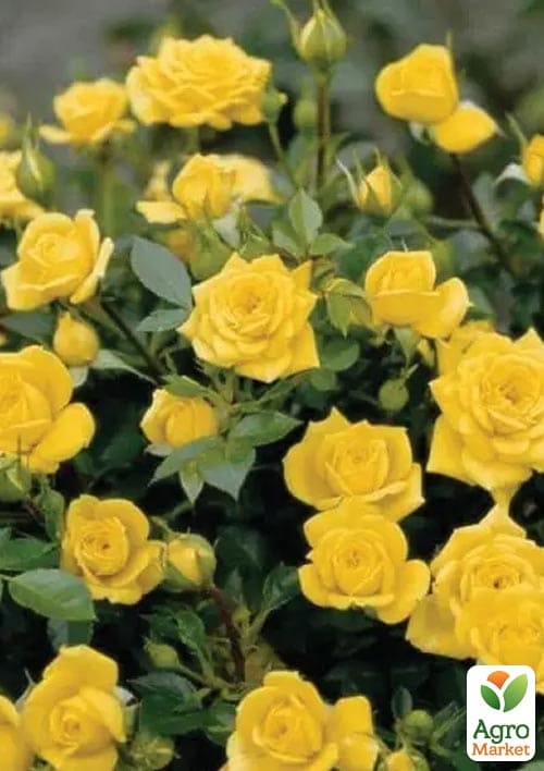 

Троянда дрібноквіткова (спрей) Сан Сіті (саджанець класу АА+) вищий сорт