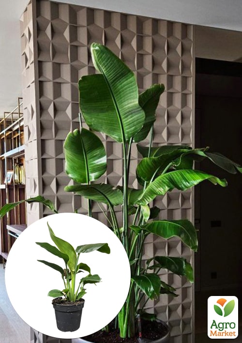 

Стрелиция Гигантская Nicolai (высота 40-50см)