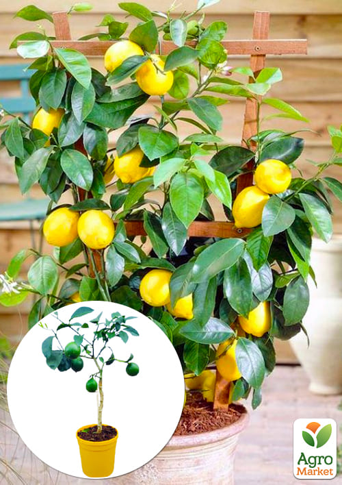 

LMTD Лимон на штамбе с плодом 3-х летний Мейера (30-40см)