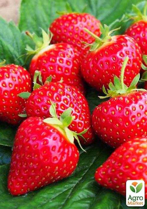 

Клубника Профьюжен (Profession) (ремонтантный сорт)