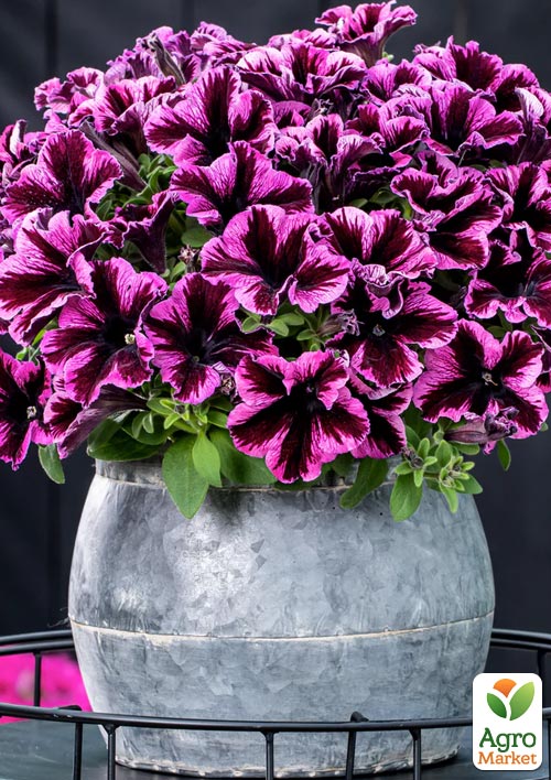 

Петунія ампельна Crazytunia Cosmic Violet