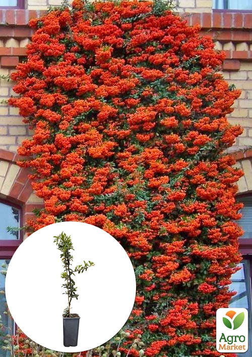 

Пираканта Orange Glow 3-х летняя (высота 80-100см)