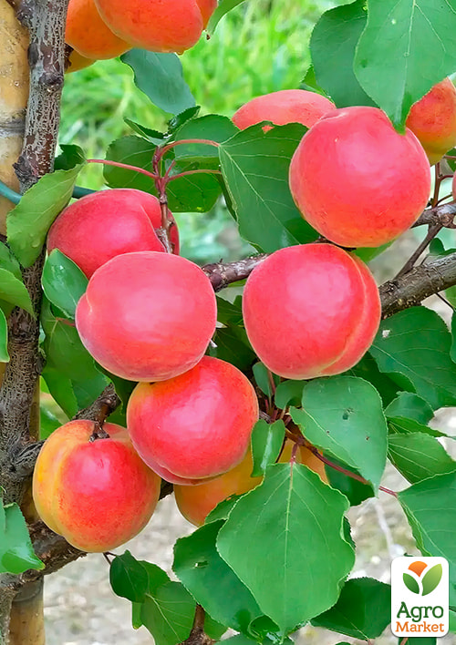 

Абрикос Конгат (крупноплодный, поздний срок созрвания)