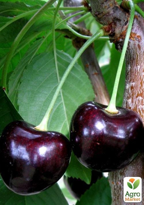 

Черешня Карина (літній сорт, пізній термін дозрівання)