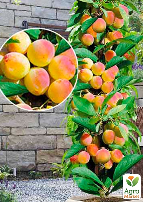 

Абрикос колоновидний Первайс