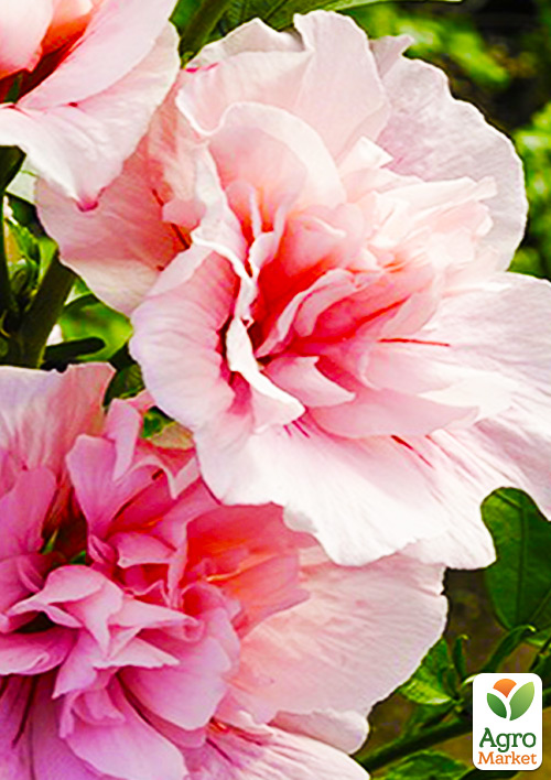 

Гибискус сирийский махровый Пинк Шифон