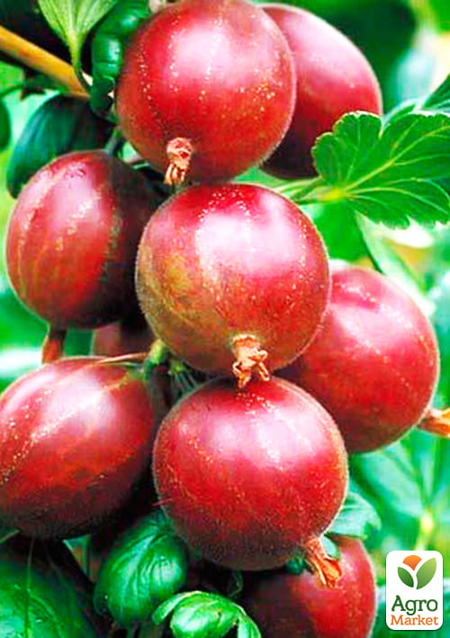 

Ексклюзив! Агрус корисний Кривавий захід (Bloody Sunset) (преміальний, морозостійкий, Безколючковий)