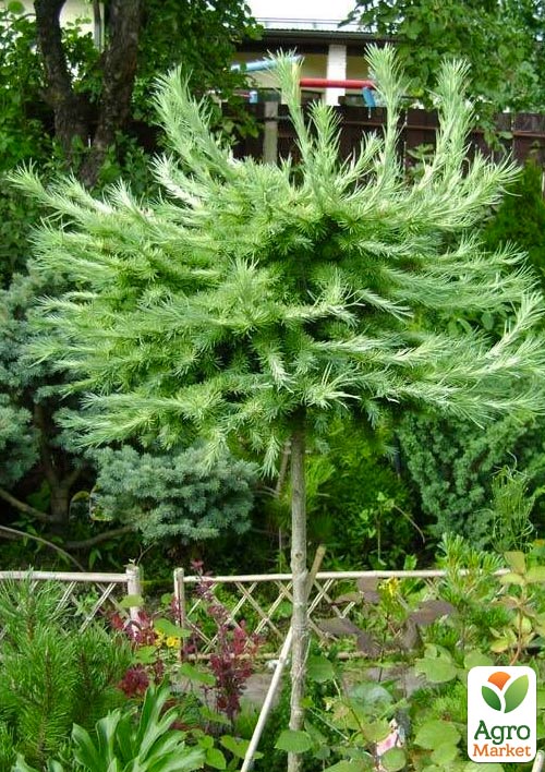 

Модрина кемпфера на штамбі Blue Dwarf (С1,5 висота штамба 50-60см)