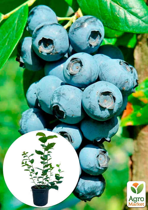 

Голубика (черника садовая) 2 года Эрлиблю С1,5 высота 50-60см