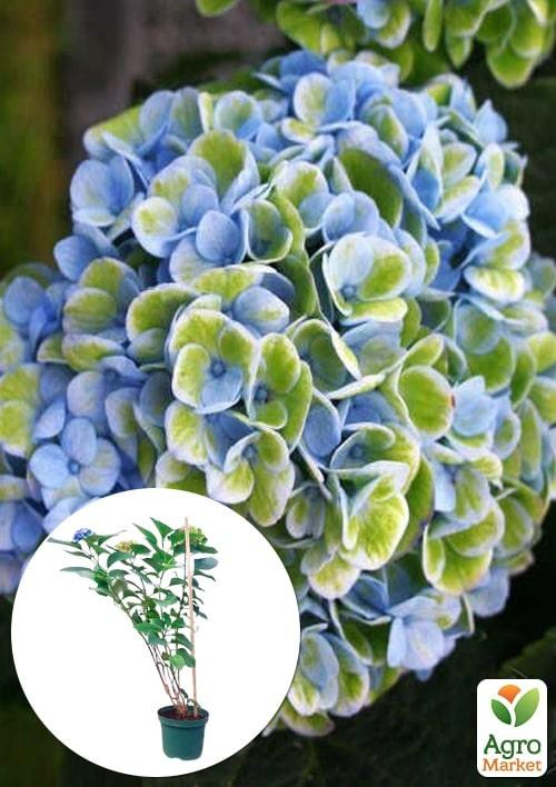 

Гортензия крупнолистная 4-х летняя Magical Revolution Blue (60-80см)