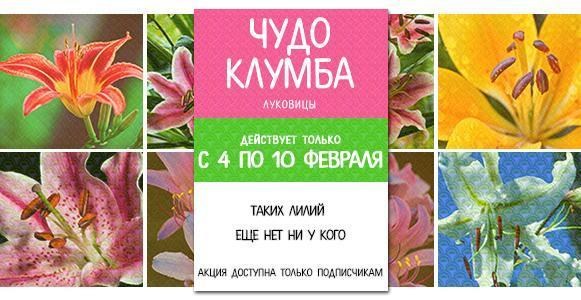 Чудо клумба: Новые гибриды лилий со скидкой в 10% Чудо клумба: Новые гибриды лилий со скидкой в 10%