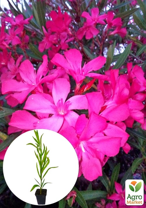 

Олеандр душистый Nerium oleander Paris (вечнозеленый, ароматный кустарник)