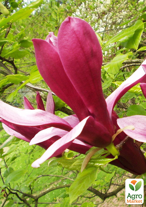 Магнолия 3-х летняя гибридная "Orchid" (высота 40-60см) 1 саженец в упаковке