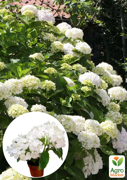 

LMTD Гортензія крупнолиста квітуча 2-х річна Snowball (20-30см)