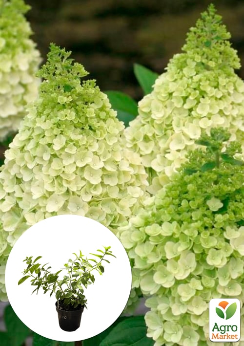 

Гортензія волотиста 2-річна Magical Moonlight висота саджанця 20-30см