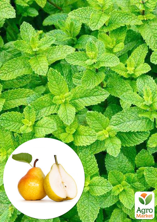 

М'ята Дюшес Mint Pear