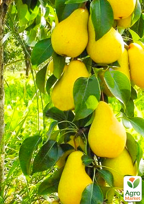 

Груша колоновидная Изабелла (средний срок созревания, высокие вкусовые качества)