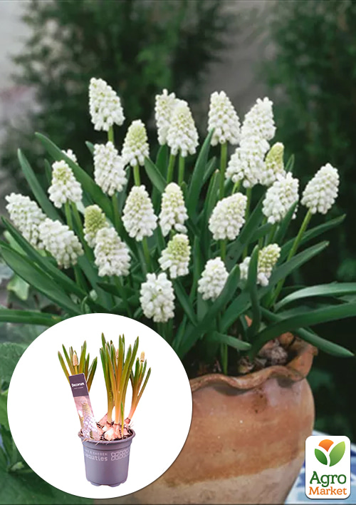 

Мускари White Spear укорененные