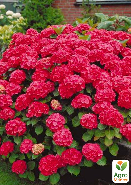 

Ексклюзив! Гортензія крупнолиста рубіново-червона Фламенко (преміальний, невибагливий сорт)