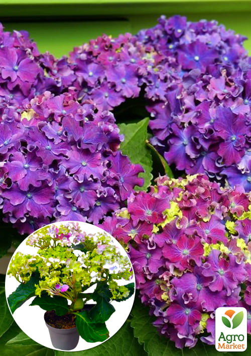 

LMTD Гортензия крупнолистная цветущая 2-х летняя Sparkle Chameleon (20-30см)