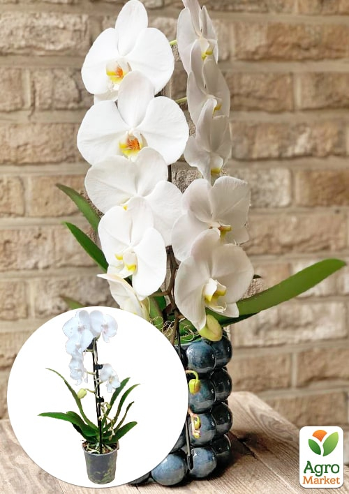 Орхидея (Phalaenopsis) "Cascad Formidablo" высота 35-45см 1 саженец в упаковке (комнатный) Нидерланды