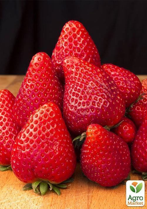 клубника делиц описание сорта фото онлайн клубника делиц описание сорта фото