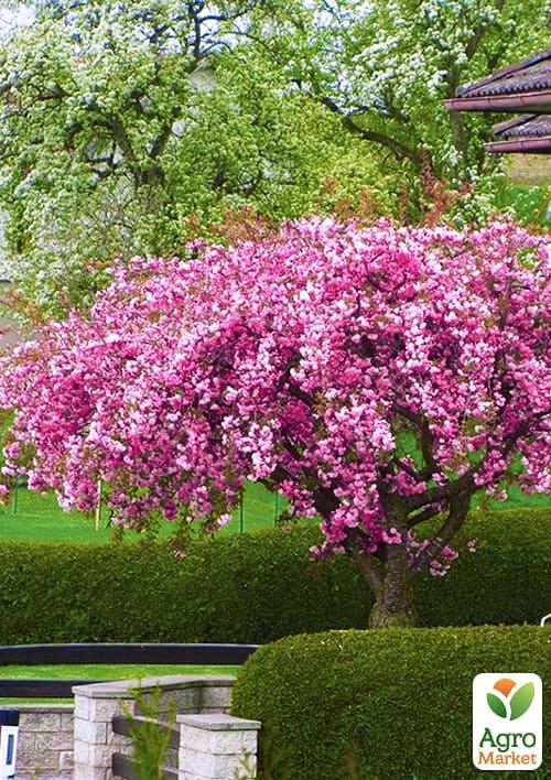 

Сакура плакуча Кіку шидаре (Kiku-shidare) (вік від 2-х років, висота 100-150см