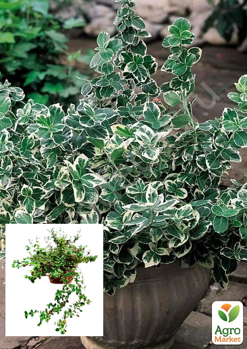 

Бересклет Форчуна 2-х річний Emerald Gaiety (висота 20-40см)
