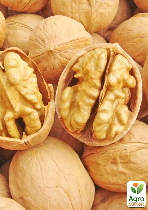 

Волоський горіх щеплений Chandler (селекція США середньостиглий термін дозрівання)