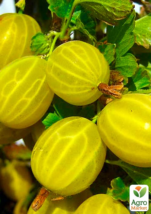 

Эксклюзив! Крыжовник ярко-малахитовый На удачу (Good luck) (премиальный высокоурожайный сорт)