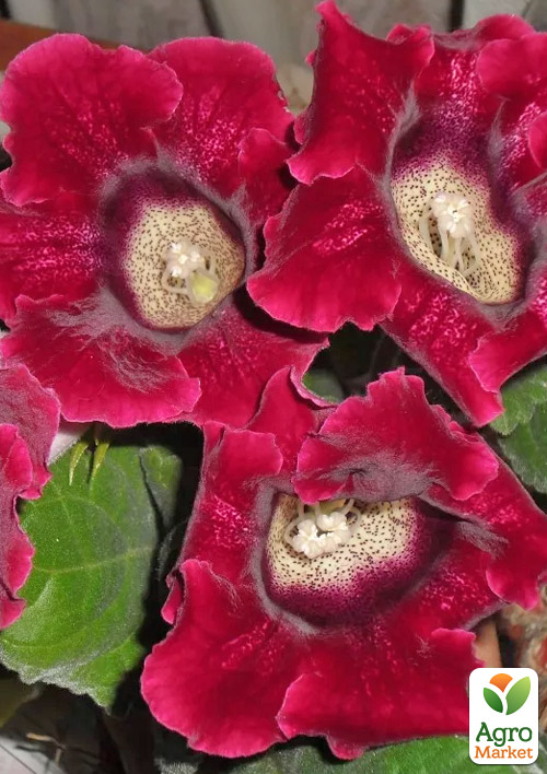 

Глоксинія Etoile de Feu