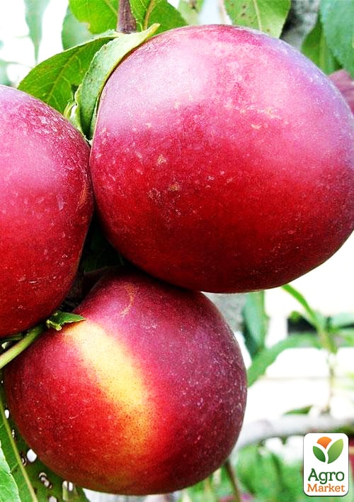 

Нектарин Леди Эрика (лысый персик, летний сорт, поздний срок созревания)