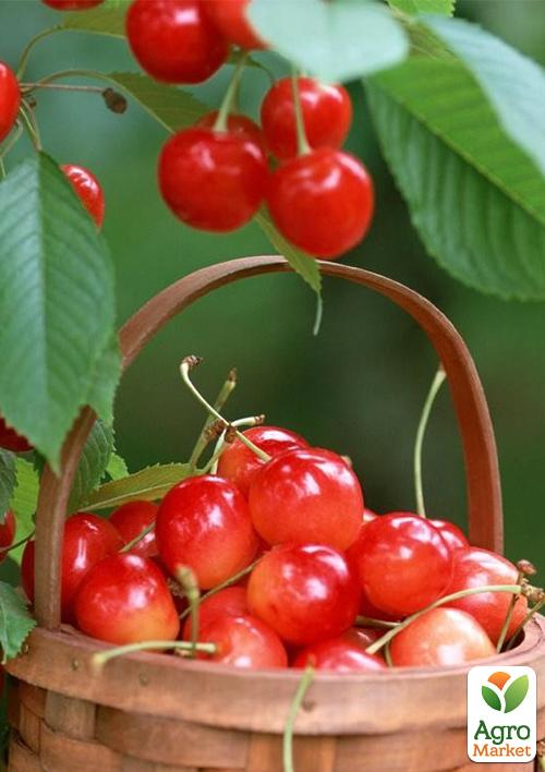 

Черешня розовая Любава (летний сорт, среднепоздний срок созревания)