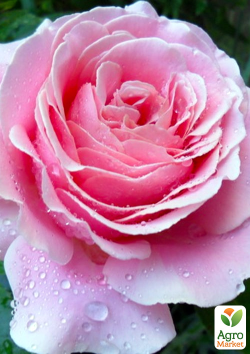 

Троянда чайно-гібридна Frederic Mistral