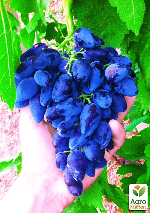 

Виноград Вікінг (ранній термін дозрівання, в гронах відсутня горошенія)