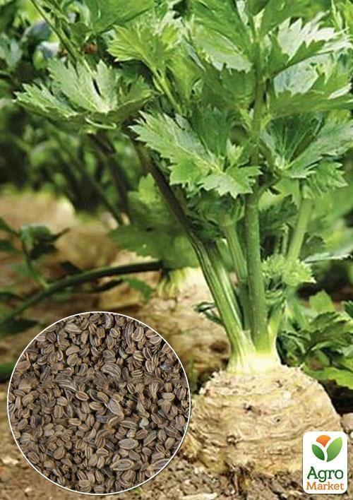 

На вагу Селера коренева Грибовська ТМ Весна ціна за 2г