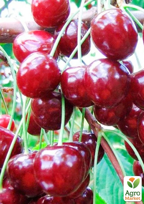 

Вишня Норд Стар (літній сорт, пізній термін дозрівання)