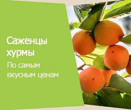 Акция! Саженцы хурмы Акция! Саженцы хурмы