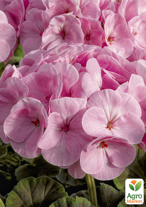 

Пеларгония Буллз Ай F1 light pink ТМ Профессиональные семена 50шт