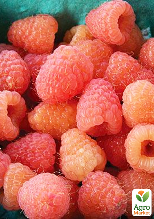 

Малина Double Gold (ремонтантный крупноплодный сорт американской селекции) 1-летний саженец