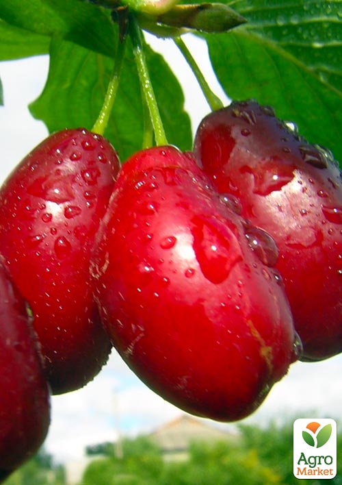 

Ексклюзив! Кизил яскраво-червоний Сучасний (Modern) (преміальний морозостійкий сорт, дуже солодкий)