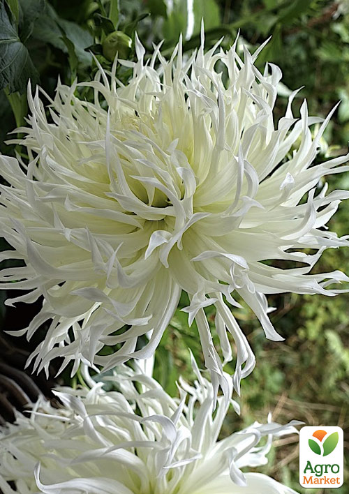 

ЖоржинаTsuku-Yori-No-Shisha 1шт в упаковці